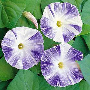 Unbranded Morning Glory Flying Saucers Seeds