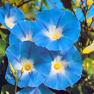 Unbranded Morning Glory Heavenly Blue Seeds