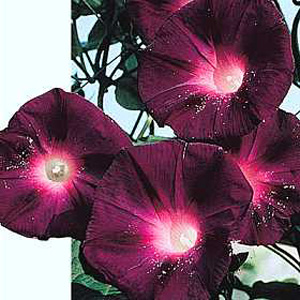 Unbranded Morning Glory Kniolas Black Seeds