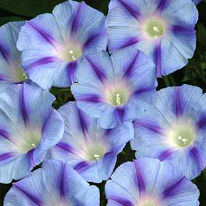 Unbranded Morning Glory Light Blue Star Seeds