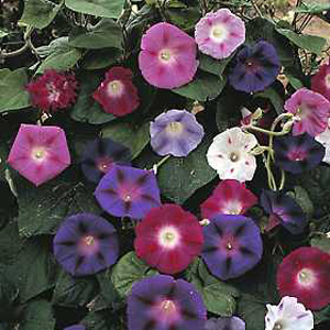 Rich variety of prolific  continuous 5-6cm (2-2.5in) flowers of indigo  maroon  white and mauve. Cli