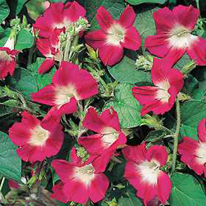 Unbranded Morning Glory Split Seeds