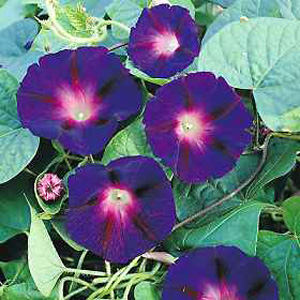 A stunning and very striking garden plant  which can be used as a climber or ground cover subject. T
