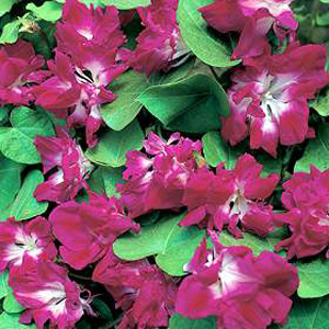 Gorgeously ruffled  magenta-pink blooms contrast well with the clear green  heart-shaped leaves on t