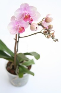 Unbranded Moth Orchid (Phalaenopsis)