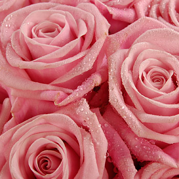 Unbranded Mothers Day - Mass of Pink Roses - flowers