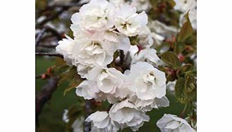 Unbranded Mount Fuji Tree