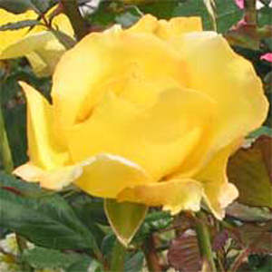 Unbranded Mountbatten Floribunda Rose (pre-order now)