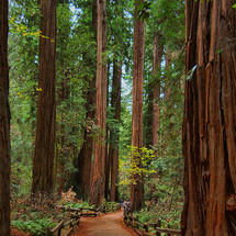 Unbranded Muir Woods and Sausalito Hop-On Hop-Off Bus Tour