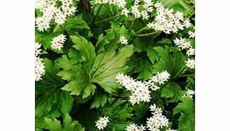 Unbranded Mukdenia Plant - Crimson Fans