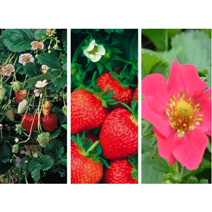 Unbranded Multicoloured Strawberry Collection 18 Plants