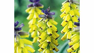 Unbranded Muscari Bulbs - Golden Fragrance