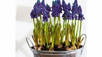 Unbranded Muscari in Zinc