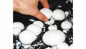 Unbranded Mushroom Grain Spawn - Button