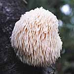 Unbranded Mushroom Lions Mane Spawn Plugs