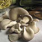Unbranded Mushroom Oyster Spawn Plugs 473441.htm