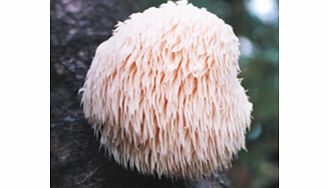 Unbranded Mushroom Plugs - Lions Mane Mushrooms