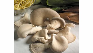 Unbranded Mushroom Plugs - Oyster Mushrooms
