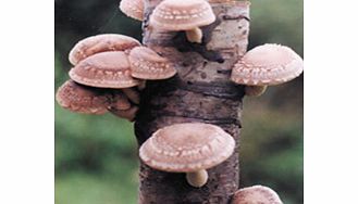Unbranded Mushroom Plugs - Shiitake Mushrooms