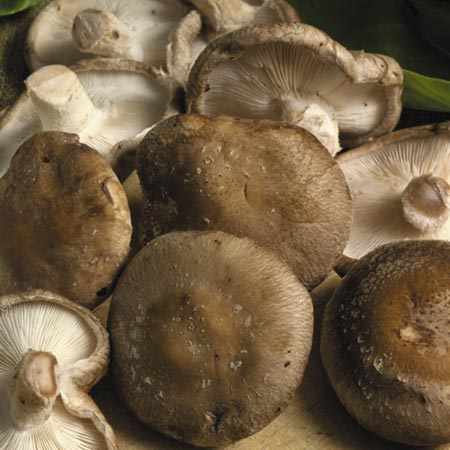 Unbranded Mushroom Shiitake Spawn Plugs 30 Spawn Plugs