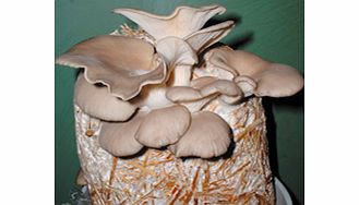 Unbranded Mushroom Straw Kit - Oyster Mushrooms