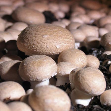 Unbranded Mushroom Windowsill Kit - Chestnut