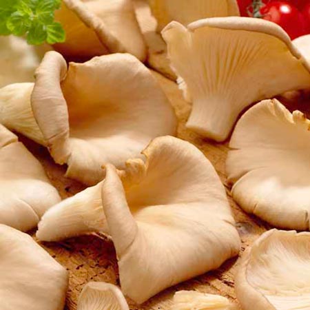 Unbranded Mushroom Windowsill Kit - Oyster