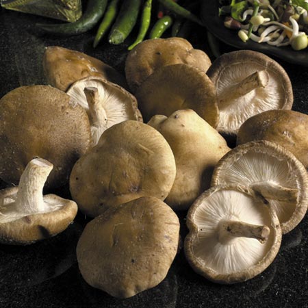 Unbranded Mushroom Windowsill Kit - Shiitake