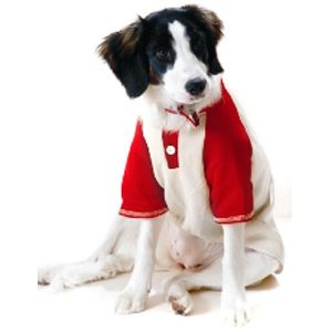 Unbranded My Best Friend Dog T-shirt Large