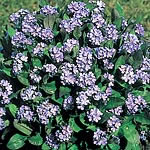 Unbranded Myosotis Victoria Lavender Seeds 145284D.htm