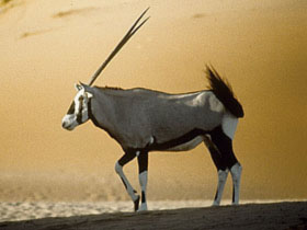 Unbranded Namibia family safari