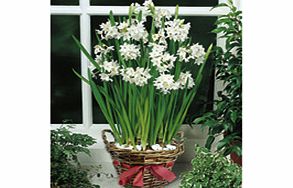 Unbranded Narcissus Bulbs - Paperwhite