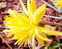 Unbranded Narcissus Bulbs - Rip Van Winkle