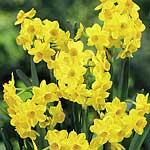 Unbranded Narcissus Grand Soleil D`Or