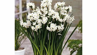 Unbranded Narcissus papyraceus Bulbs