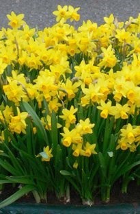 Unbranded Narcissus Tete a Tete x 15 bulbs