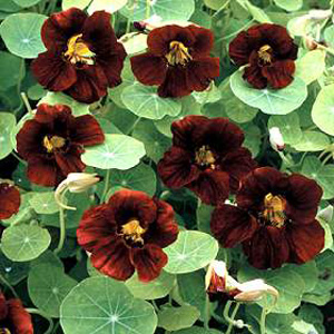 Deepest velvety  red-black blooms in abundance above fresh green foliage on neat  dwarf plants. Sure