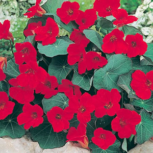 Dark foliage and crimson-scarlet flowers. Very easily grown  versatile plants  flowering freely thro