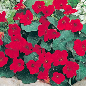 Unbranded Nasturtium Empress Of India Seeds