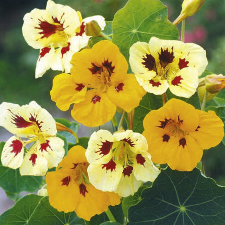 Unbranded Nasturtium Ladybird Mixed Seeds Average Seeds 25