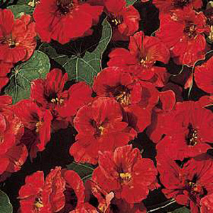 An early  easy to grow annual with compact  uniform plants. The large  semi-double blooms in gloamin