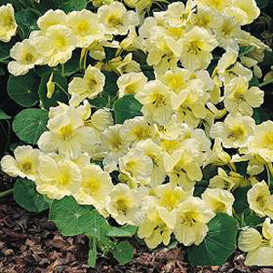 An almost white Nasturtium  featuring delicate blooms in captivating moonlit shades  the closest to 