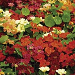Our own unique mix of all the very best nasturtium colours available. Plants have a nice compact gro