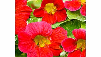 Unbranded Nasturtium Seeds - Kikis Kiss