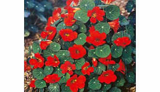 Unbranded Nasturtium Seeds - Princess of India