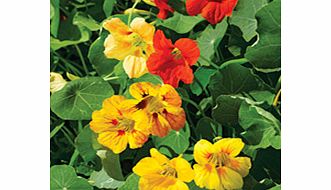 Unbranded Nasturtium Seeds - Tall Mixed
