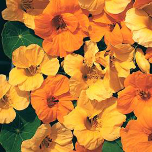 An exclusive citrus coloured blend of fragrant semi-double blooms  that sit well above the deep gree