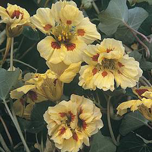 A showy variety with light yellow semi-double flowers  boldly blotched scarlet in a delightful combi