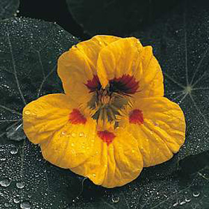 Easy to grow deep yellow  five petalled flowers distinctly spotted near the centre with red. The man