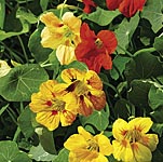 Free-flowering trailing or climbing plants for training over trellises  screens or dry banks. Single